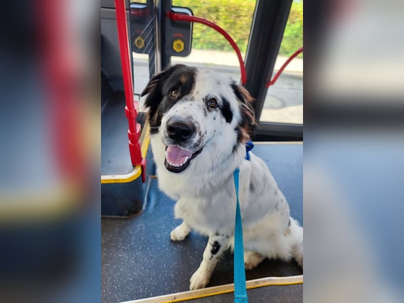 Oslo (ca. 2 Jahre) – großer Hund sucht neuen Platz (41749 Viersen)