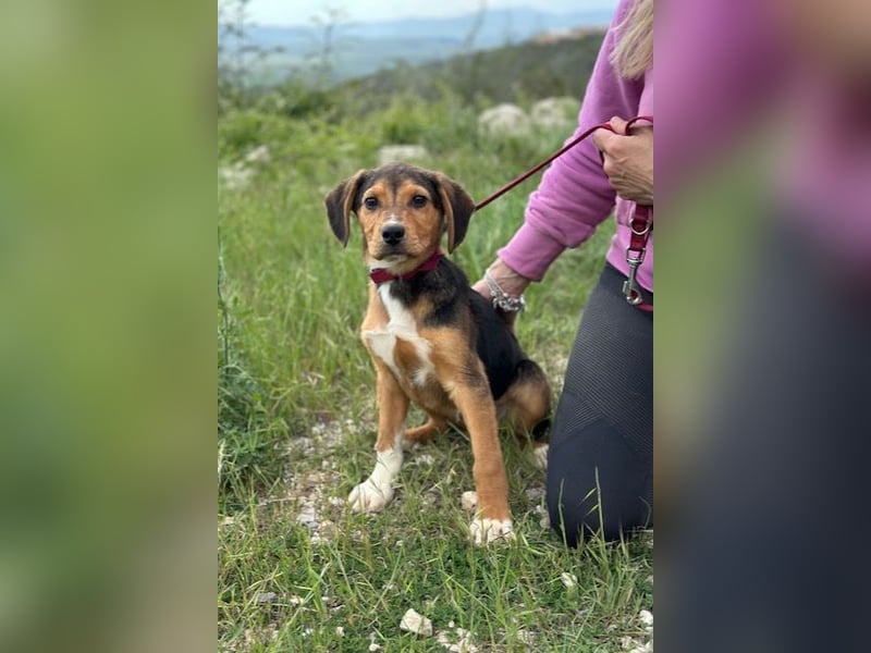 Tadeus sucht sein Körbchen (59514 Welver)