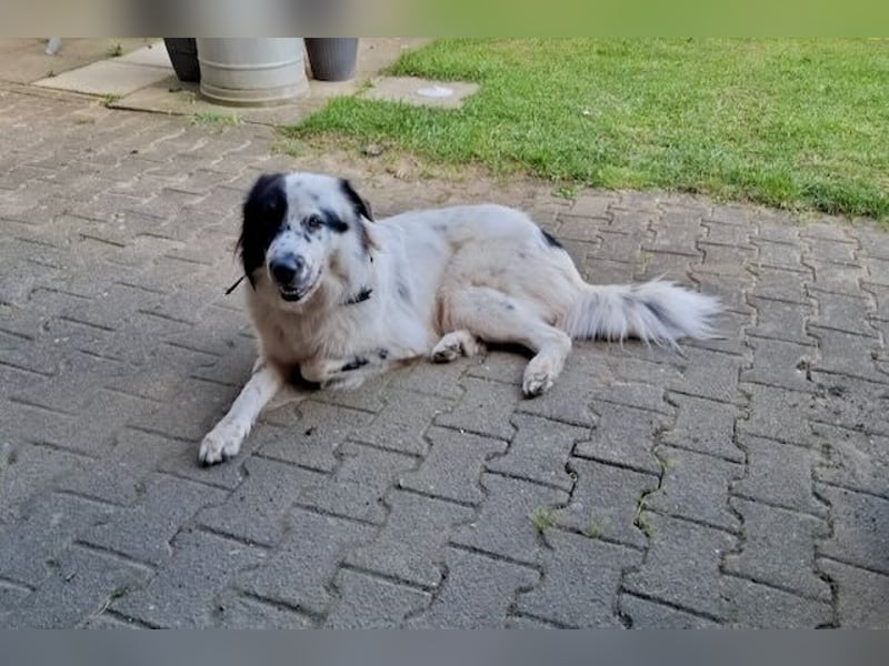 Oslo (ca. 2 Jahre) – großer Hund sucht neuen Platz (41749 Viersen)