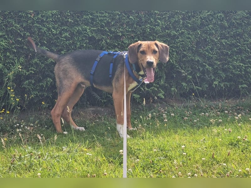 Tadeus sucht sein Körbchen (59514 Welver)