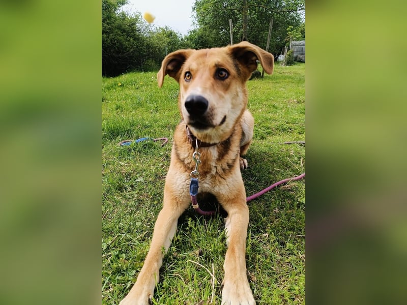 Dringend Pflegestelle oder neues Zuhause für Lemmy gesucht! (38820 Halberstadt)