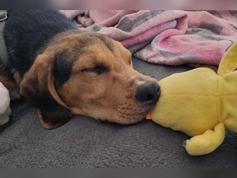Tadeus sucht sein Körbchen (59514 Welver)