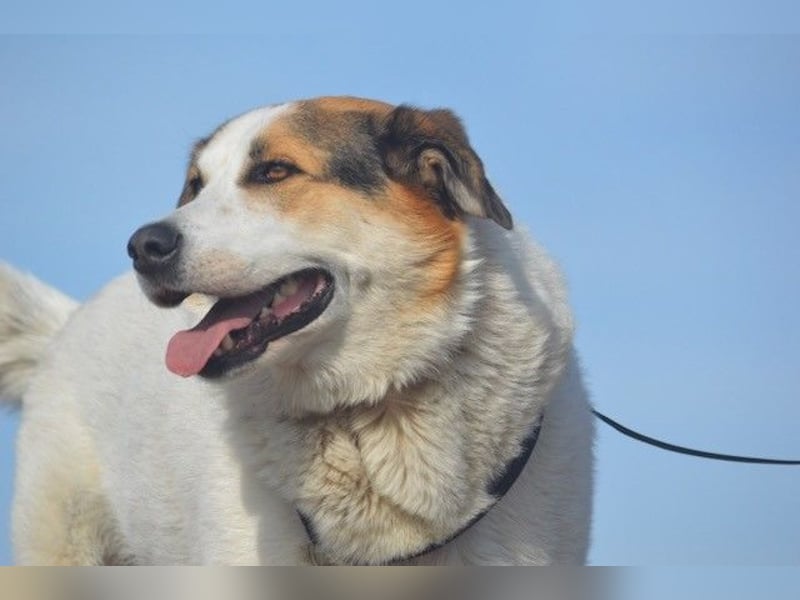 Sharky - Großer gemütlicher Bär sucht Familie zum Liebhaben (47839 Krefeld)