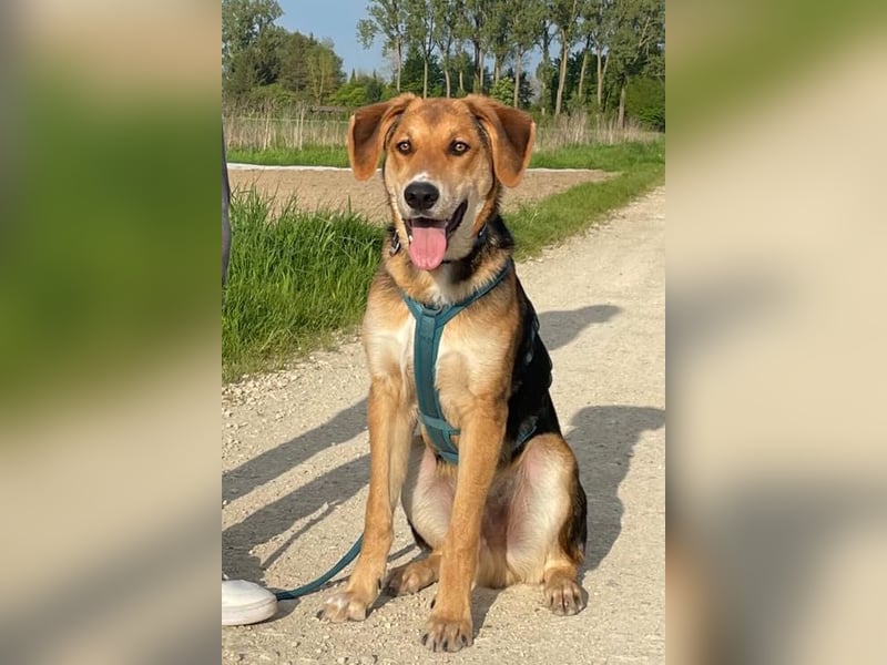 Dringend Pflegestelle oder neues Zuhause für Lemmy gesucht! (38820 Halberstadt)