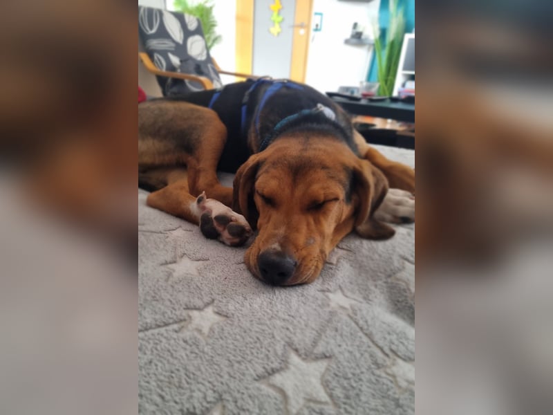 Tadeus sucht sein Körbchen (59514 Welver)