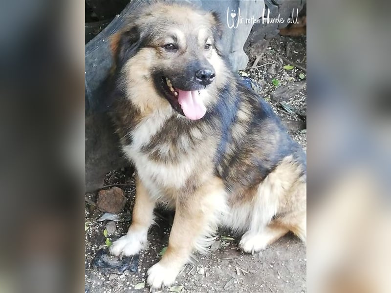TEDDY - toller Kuschelbär - träumt von einem eigenen, liebevollen und unternehmungslustigen Zuhause!