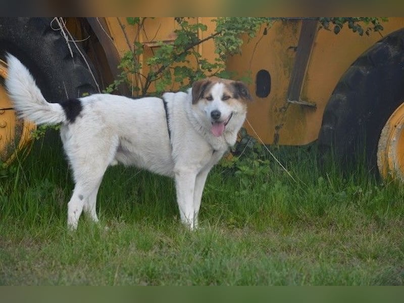 Sharky - Großer gemütlicher Bär sucht Familie zum Liebhaben (47839 Krefeld)