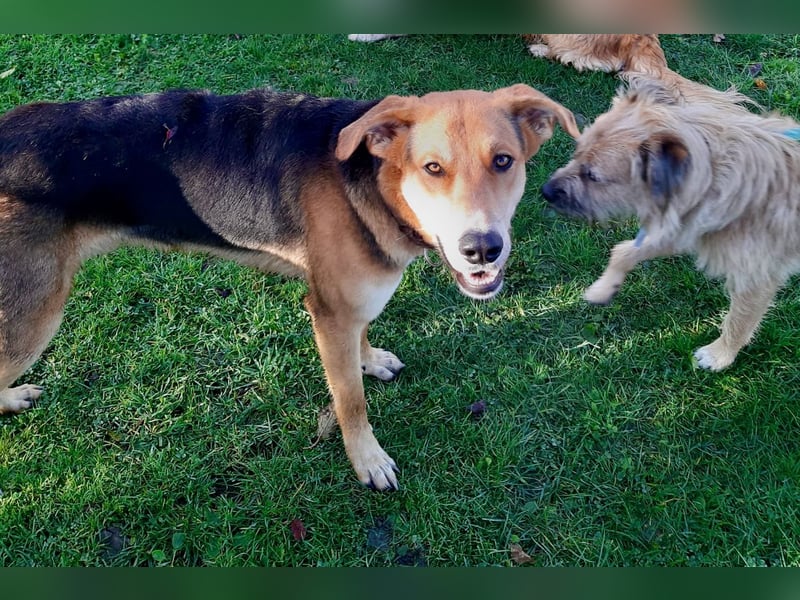 Dringend Pflegestelle oder neues Zuhause für Lemmy gesucht! (38820 Halberstadt)
