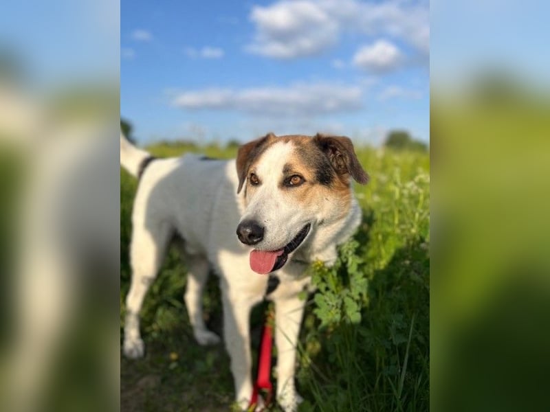 Sharky - Kinderfreund sucht Familie (47839 Krefeld)