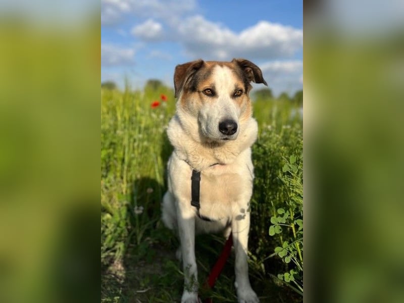 Sharky - Kinderfreund sucht Familie (47839 Krefeld)