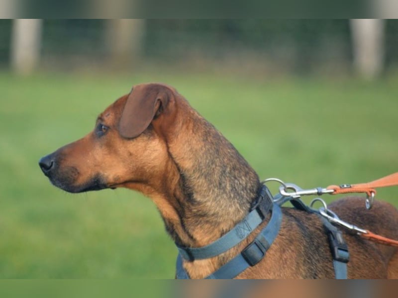 Micky – Partner in Crime und Couch-Companion (47839 Krefeld)