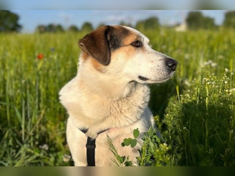 Sharky - Kinderfreund sucht Familie (47839 Krefeld)
