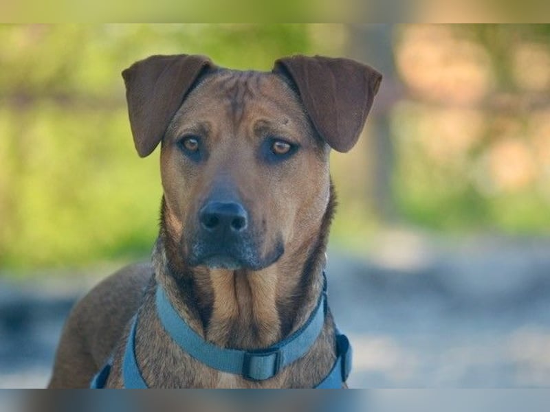 Micky – Partner in Crime und Couch-Companion (47839 Krefeld)