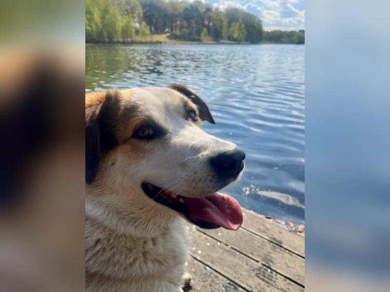 Sharky - Großer gemütlicher Bär sucht Familie zum Liebhaben (47839 Krefeld)