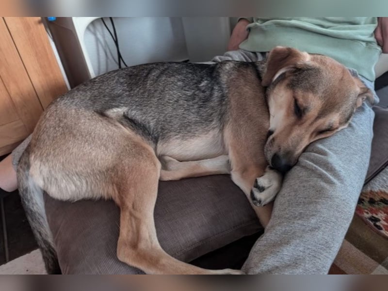Trusky - Fröhliche Ohren suchen neue Couch (86655 Harburg (Schwaben))