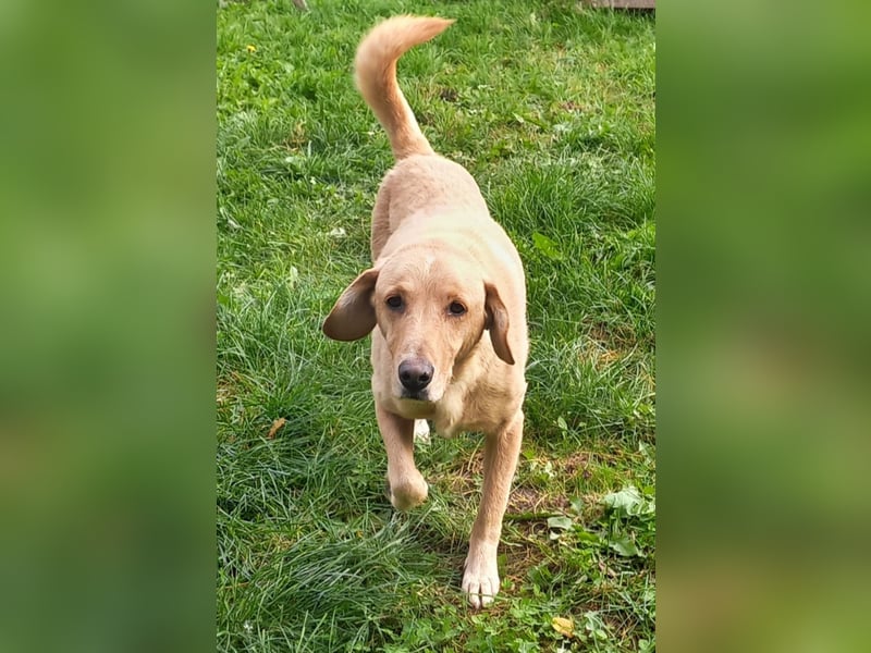 Charlie - Weit mehr als Ecken und Kanten (07806 Weira)