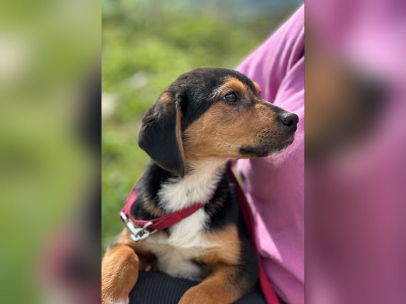 Pee Wee sucht sein Körbchen (41462 Neuss)