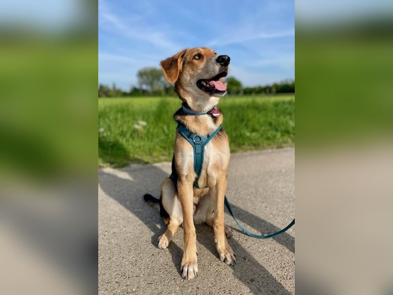 Dringend Pflegestelle oder neues Zuhause für Lemmy gesucht! (38820 Halberstadt)