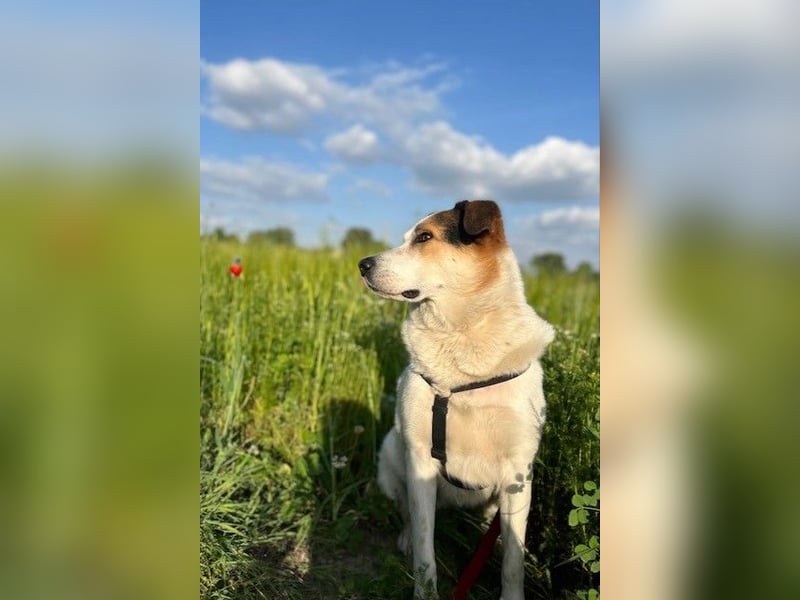 Sharky - Kinderfreund sucht Familie (47839 Krefeld)