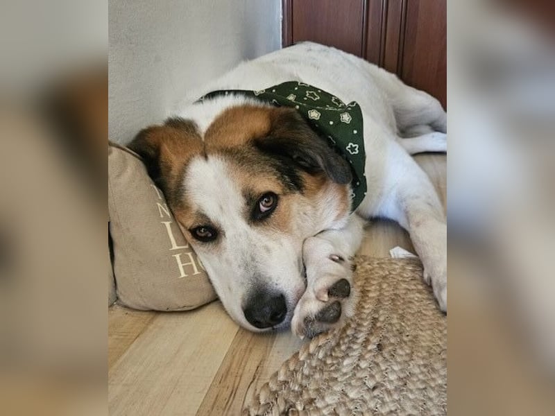 Sharky - Großer gemütlicher Bär sucht Familie zum Liebhaben (47839 Krefeld)