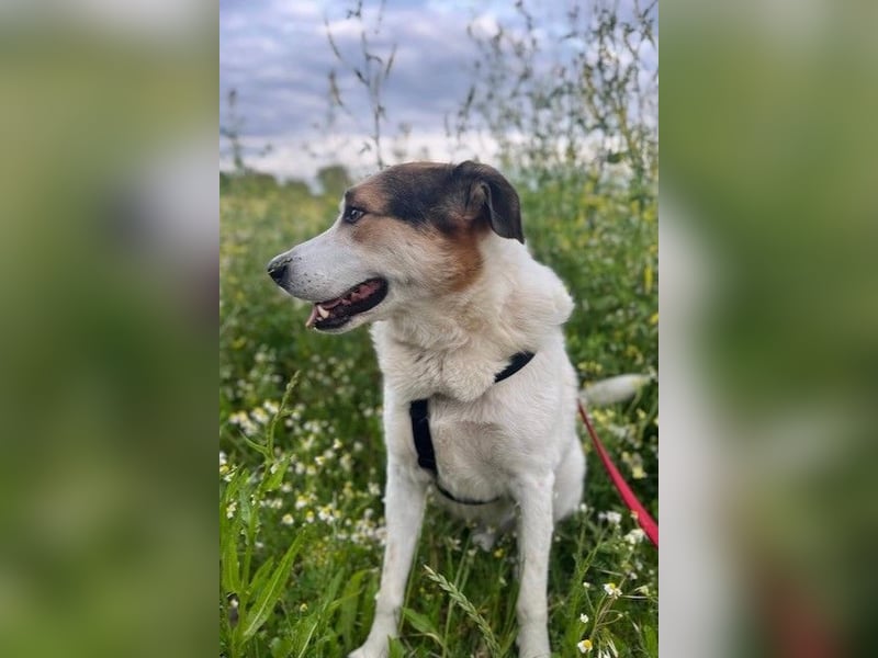 Sharky - Kinderfreund sucht Familie (47839 Krefeld)