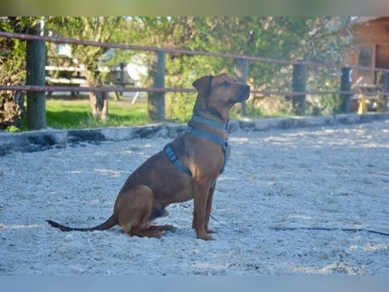 Micky – Partner in Crime und Couch-Companion (47839 Krefeld)