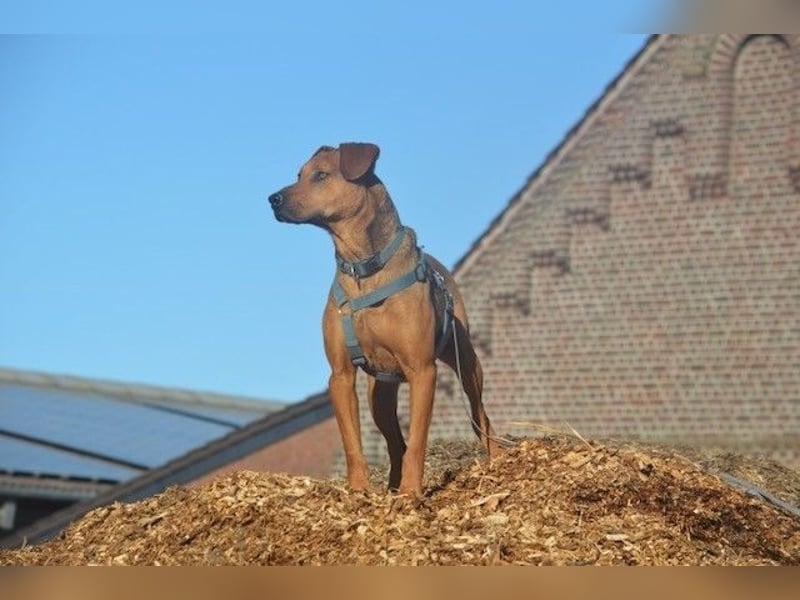 Micky – Partner in Crime und Couch-Companion (47839 Krefeld)