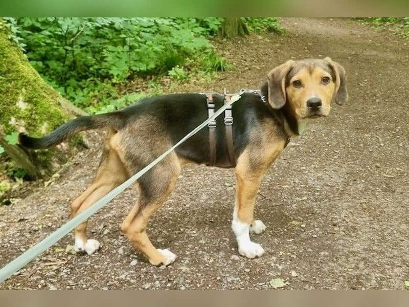 Tadeus sucht sein Körbchen (59514 Welver)