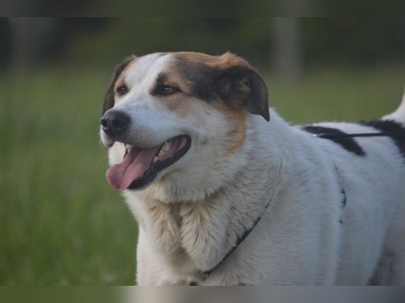 Sharky - Großer gemütlicher Bär sucht Familie zum Liebhaben (47839 Krefeld)