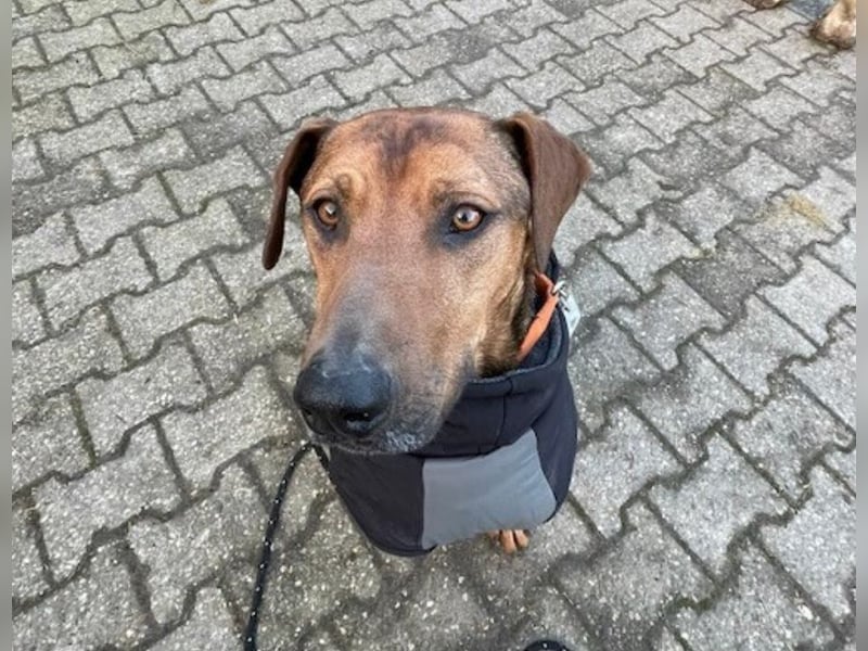 Micky – Partner in Crime und Couch-Companion (47839 Krefeld)