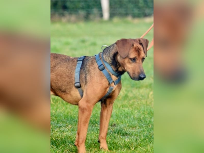 Micky – Partner in Crime und Couch-Companion (47839 Krefeld)
