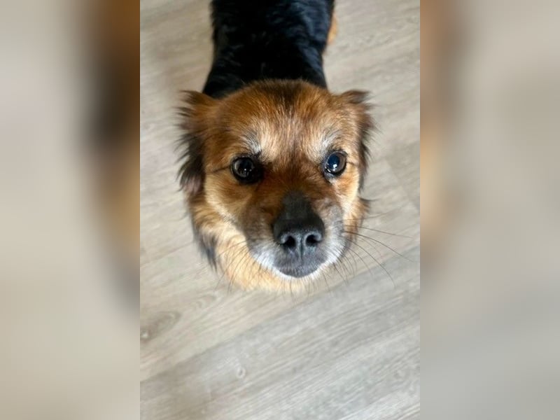 Maks – klein, aber oho! (44869 Bochum)