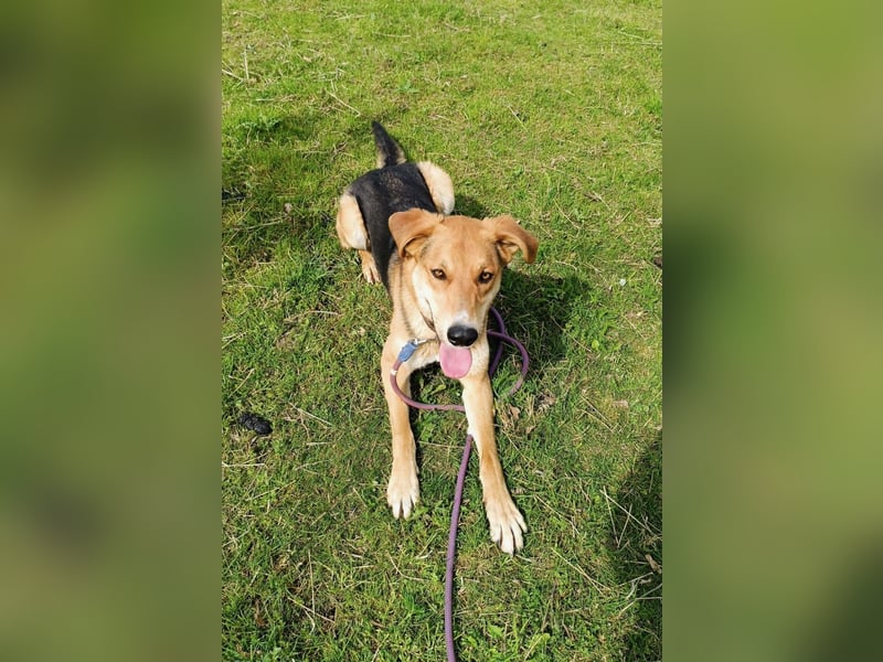Dringend Pflegestelle oder neues Zuhause für Lemmy gesucht! (38820 Halberstadt)