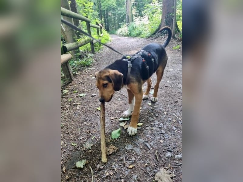 Tadeus sucht sein Körbchen (59514 Welver)