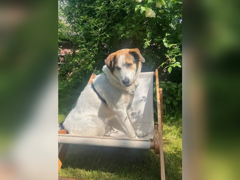 Sharky - Notfall-(Pflege-)Platz gesucht!