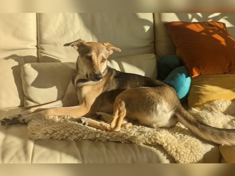 Trusky - Fröhliche Ohren suchen neue Couch (86655 Harburg (Schwaben))