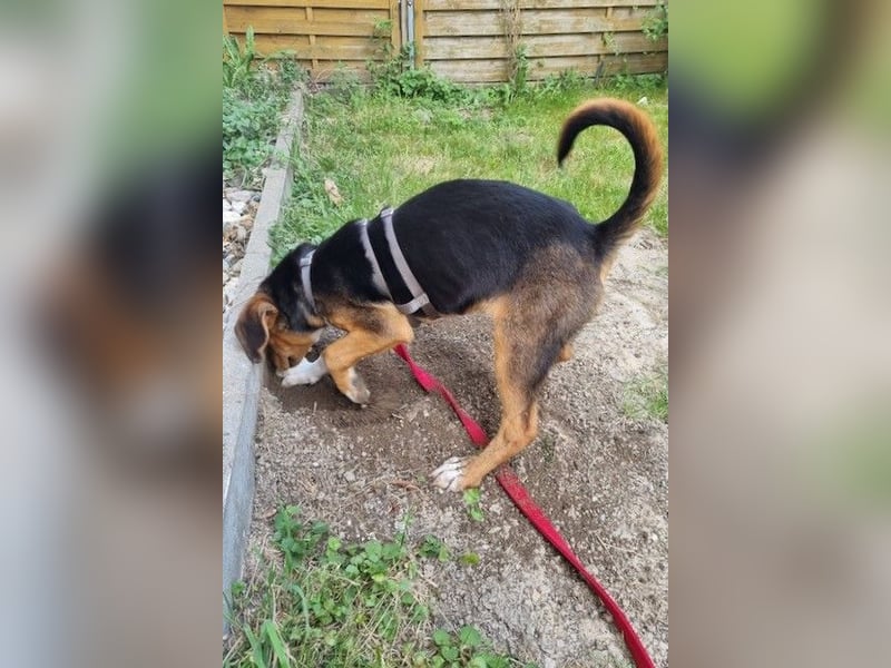 Tadeus sucht sein Körbchen (59514 Welver)