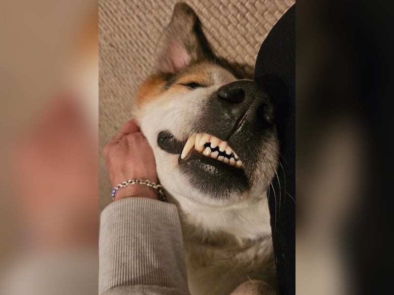 Sharky - Großer gemütlicher Bär sucht Familie zum Liebhaben (47839 Krefeld)
