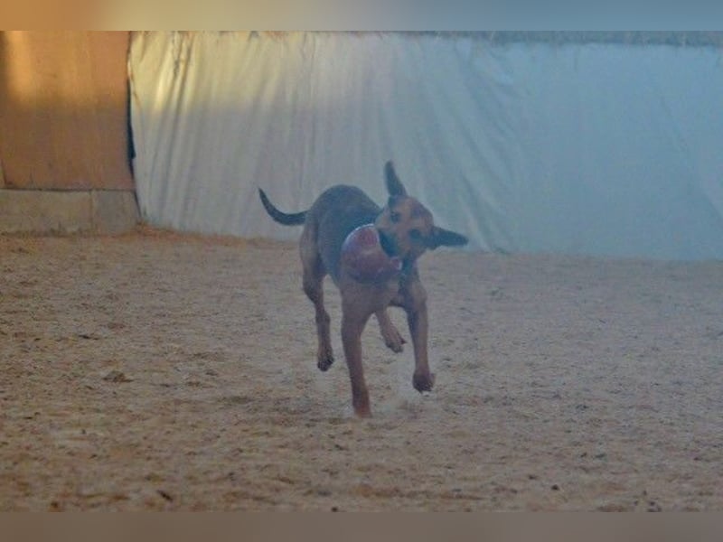 Micky – Partner in Crime und Couch-Companion (47839 Krefeld)