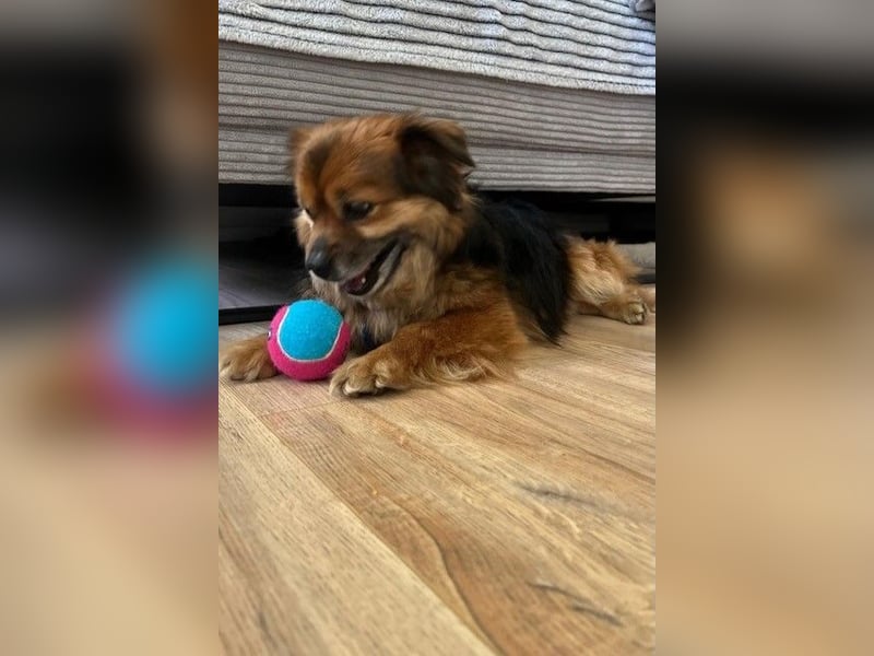 Maks – klein, aber oho! (44869 Bochum)
