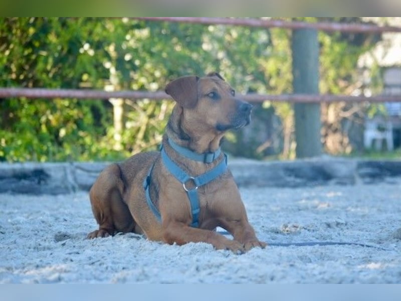Micky – Partner in Crime und Couch-Companion (47839 Krefeld)