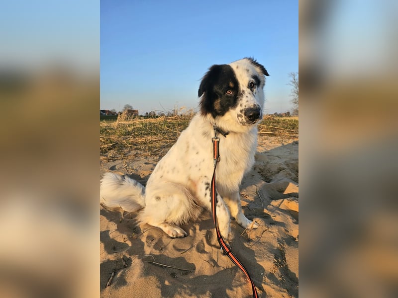 Oslo (ca. 2 Jahre) – großer Hund sucht neuen Platz (41749 Viersen)