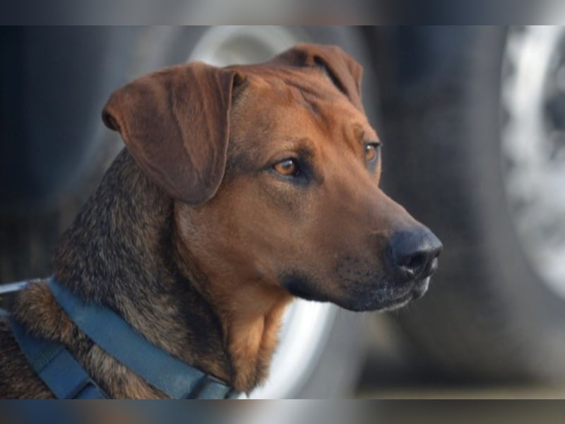 Micky – Partner in Crime und Couch-Companion (47839 Krefeld)