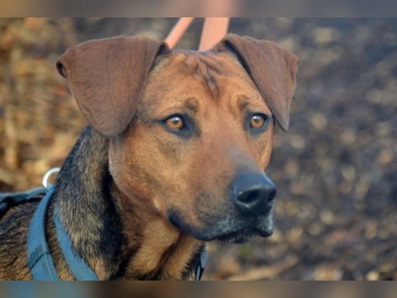 Micky – Partner in Crime und Couch-Companion (47839 Krefeld)