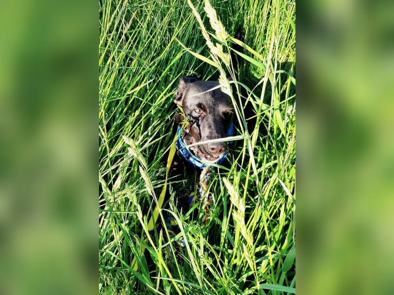 August - Großes Herz sucht Familie für ein dauerhaftes Happy End! (78166 Donaueschingen)