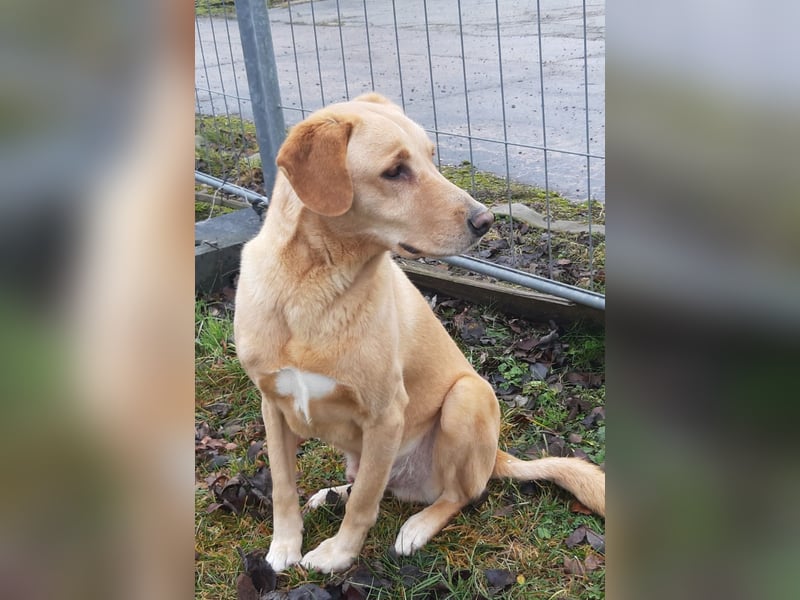 Charlie - Weit mehr als Ecken und Kanten (07806 Weira)
