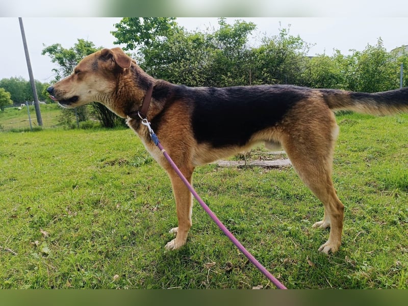 Dringend Pflegestelle oder neues Zuhause für Lemmy gesucht! (38820 Halberstadt)