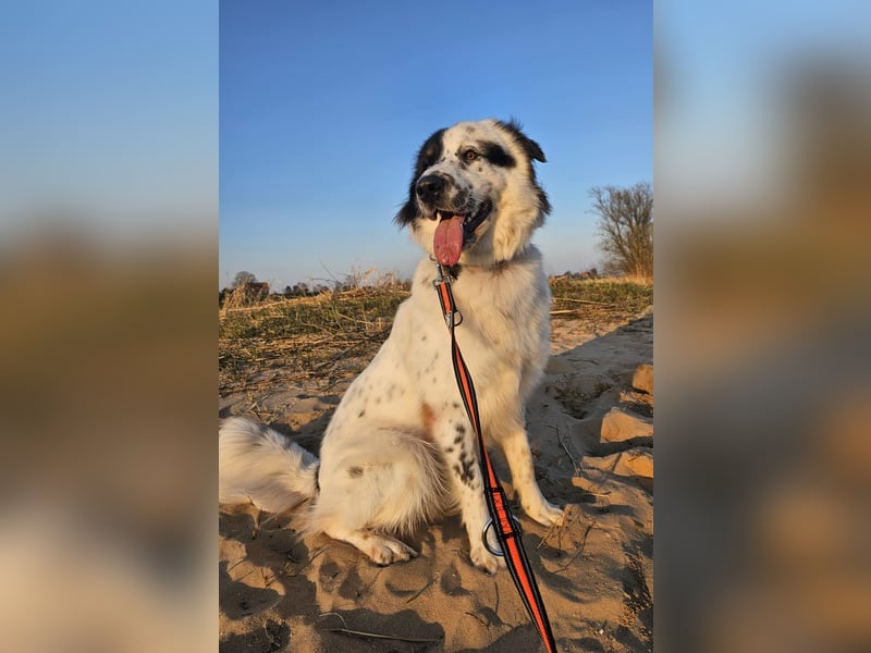 Oslo (ca. 2 Jahre) – großer Hund sucht neuen Platz (41749 Viersen)
