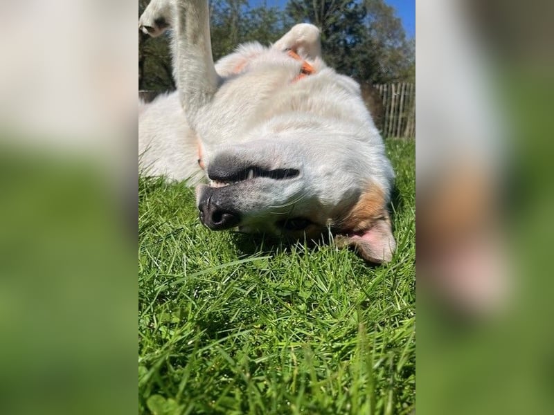 Sharky - Großer gemütlicher Bär sucht Familie zum Liebhaben (47839 Krefeld)