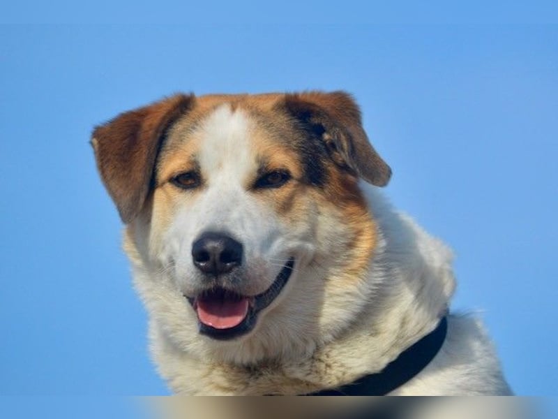 Sharky - Kinderfreund sucht Familie (47839 Krefeld)